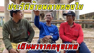 เปิดประวัติช้างพลายทองใบ ไขทุกข้อข้องใจ ,elephant