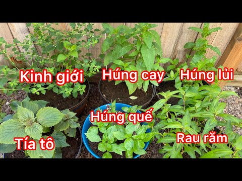 Video: Làm thế nào để trồng húng quế trên bệ cửa sổ từ hạt giống?