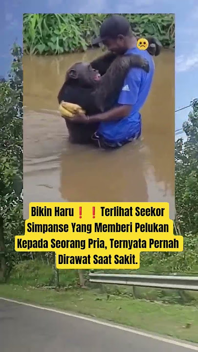 Bikin Haru❗bahkan simpanse pun tau berterimakasih #shorts #news #viralvideo #fyp