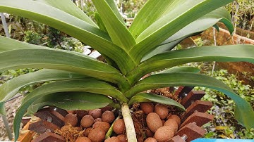 Lan Ngọc điểm rừng trồng chậu 02 cây và chậu 01 cây chuẩn tết 2021.