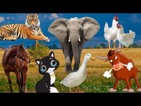 Animals beloved by man: cow, cat, raccoon, rabbit, dog, horse, elephant, hippo - animal sounds