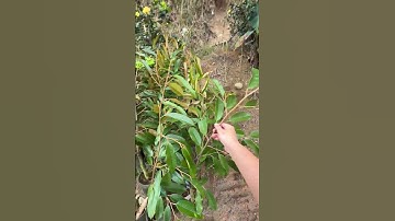 Lưu Ý Khi Chọn Cây Giống Sầu Rêng Tránh Cây Cành | Nông Nghiệp TKA