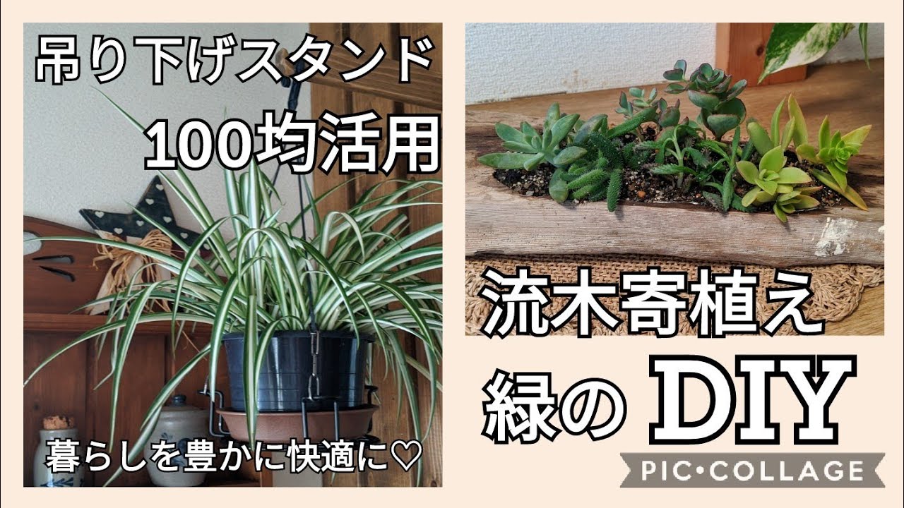 Diy 066 流木で多肉植物を寄植え と吊るす観葉植物の水受け皿を100均でdiyしました O Atakatsuchannelアタカツ Youtube