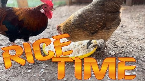 Bantam Red Junglefowl rice time! | #backyardchickens
