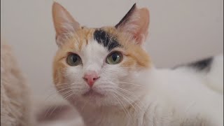 オス三毛王子7周年記念ライブ2026年3月28日