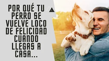 ¿Por qué mi perro se guarda su golosina hasta que llego a casa?