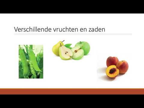 Video: 7 Geweldige Voordelen Van Custardappelzaden
