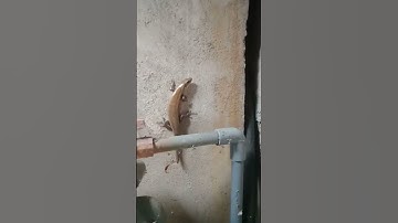 em rắn mối đột biến #shorts