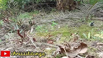 mikat burung kacer tanpa mp3 poin 4 ekor trotolan