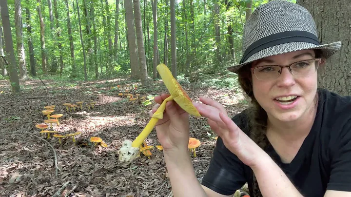 Summer edible mushrooms! Amanita section Caesareae...