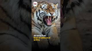 Kerala HC Dismisses Plea Challenging Order To Shoot Man-Eating Tiger In Wayanad; Imposes 25K Costs
