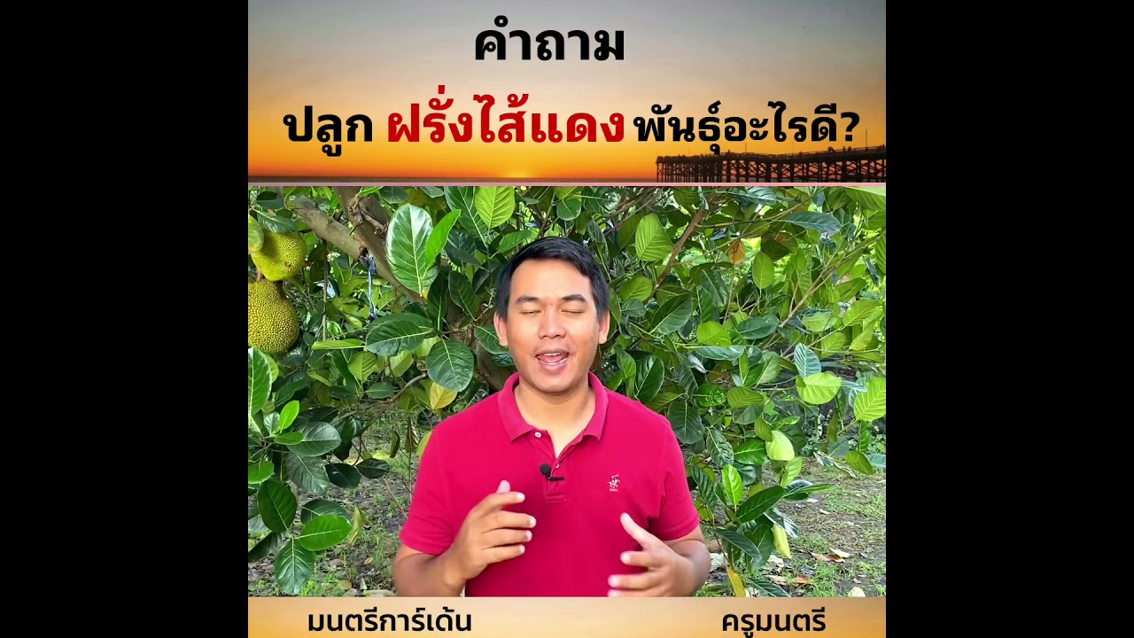 ฝรั่งไส้แดง 2ตัวที่น่าปลูก