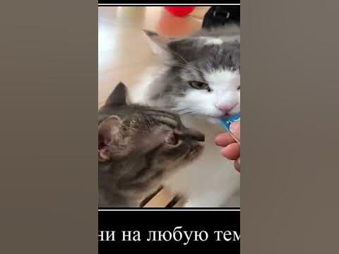Поездка с кошкой в автомобиле: основные правила