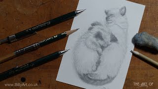 Drawing A Pair Of Ragdoll Kittens Dexter And Primrose Cat Art Timelapse