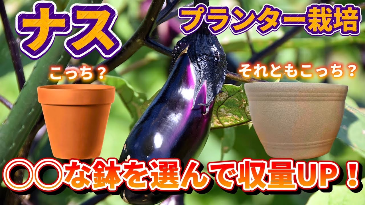 Eggplant] If you choose this planter, you will fail! We will tell