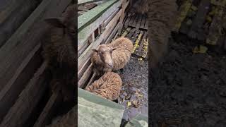 #ягня #ягнята #ягненок #козлик #козел #вівця #вівці #овца #баран