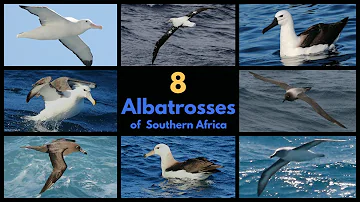 8 ALBATROSSES OF SOUTH AFRICA