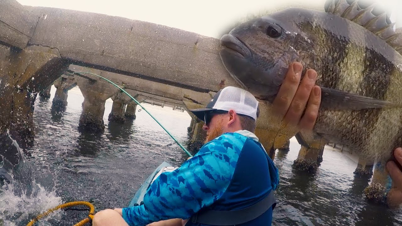 How To Catch BIG Sheepshead With OYSTERS - Baitshops Out of Bait?!