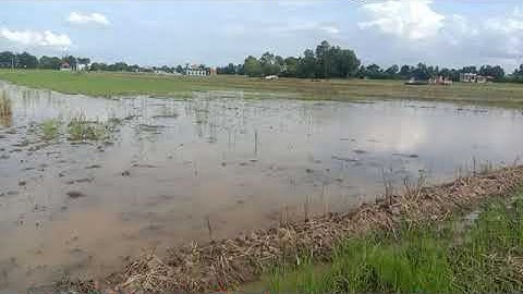 🔴 (đất da bán) 1000m2 đất lúa chỉ 500triệu xã Tân ân cần đước long an.