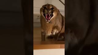 Floppa Hisses Too Much