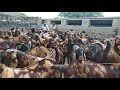 Scm goat farm Rajasthan Ajmer  whatapp 9783132909 call 6350510278 All goat available