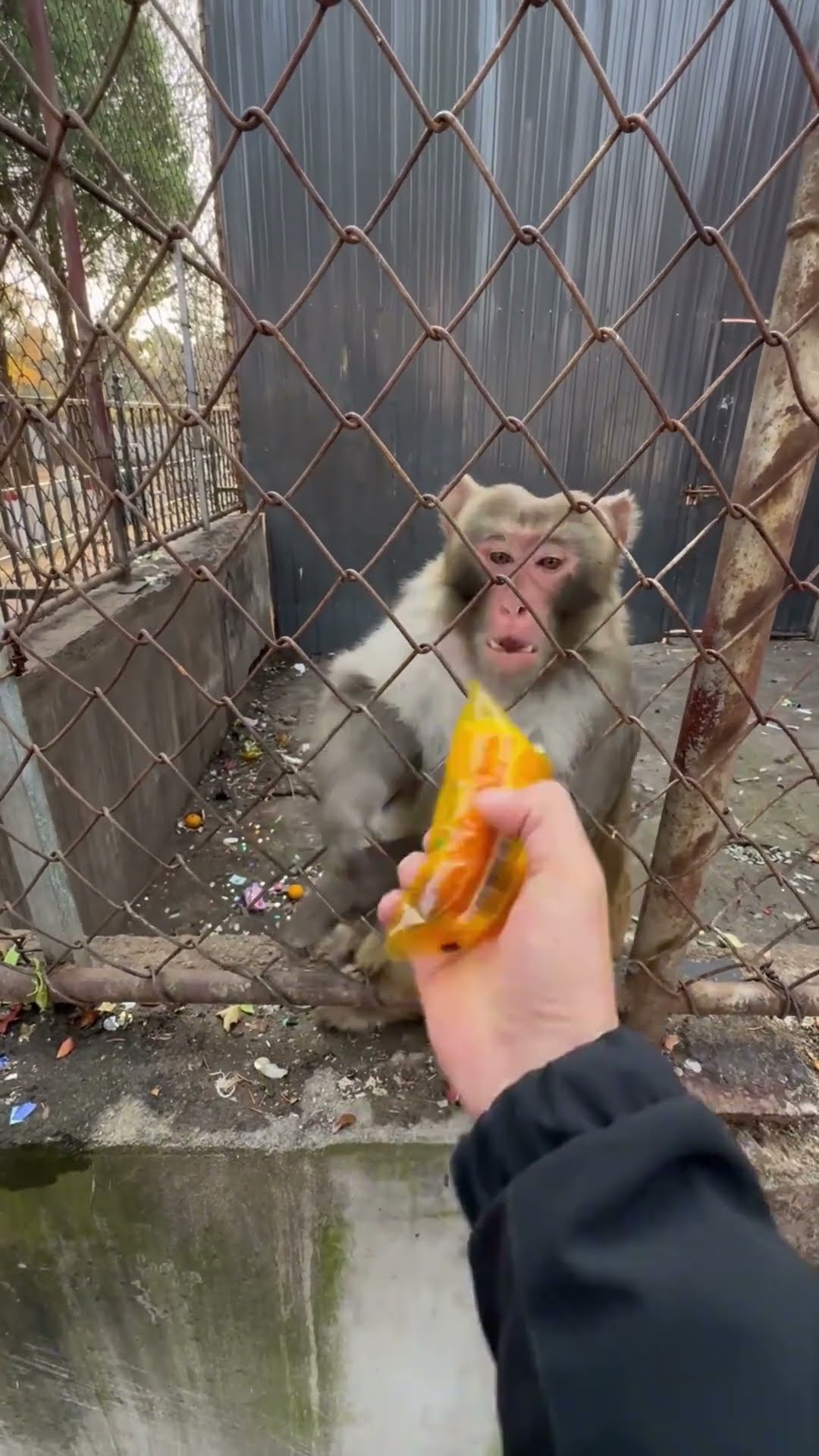 bread for monkey
