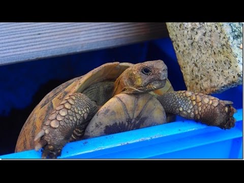 Schildkröten verweigern den Winterschlaf Okt 14 - YouTube