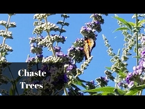 Видео: Vitex сакрално или дървото на Авраам (Vitex Agnus-castus), ще помогне при безплодие и наднормено тегло