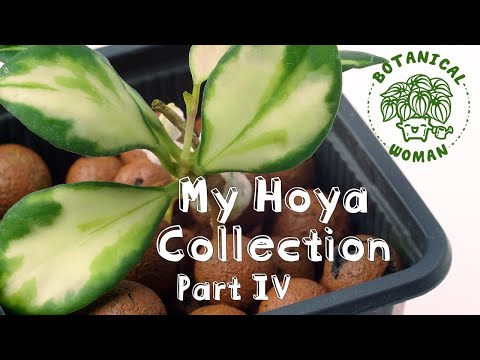 Video: Hoya Bella (33 Fotografií): Péče O Krásnou Hoya Doma. Popis Odrůdy 