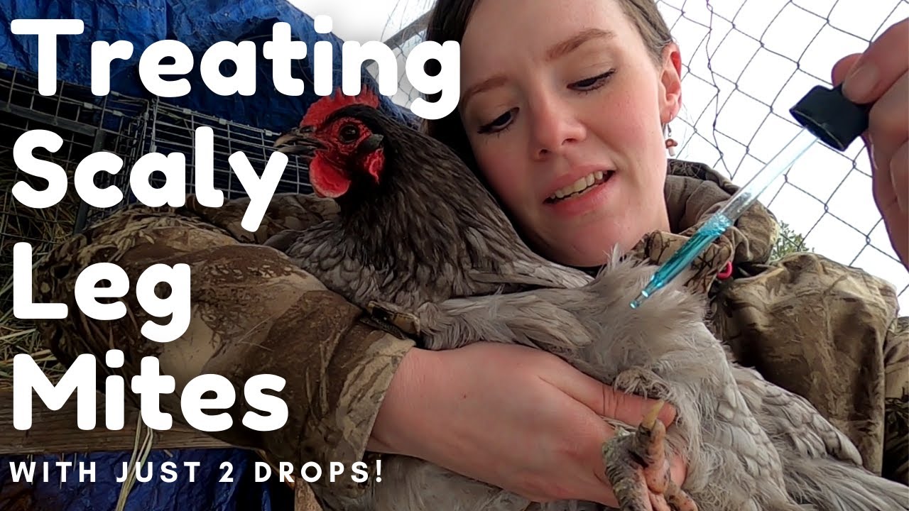 Treating Scaly Leg Mites | Chicken Husbandry Series