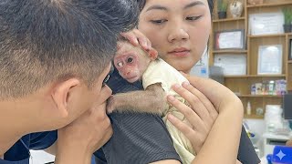 Bayi monyet Lala cemas ketika matanya bermasalah, kakak perempuannya membawanya berobat