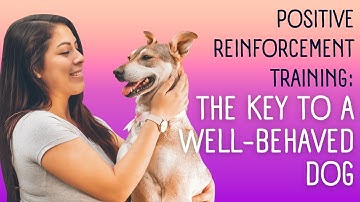 Positive Reinforcement Training: The Key To A Well-Behaved Dog