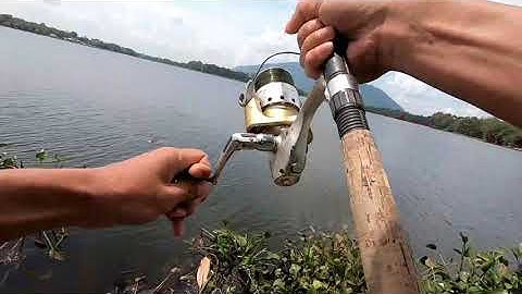 Câu Cá Mè Bằng Mồi Khoai Lang ủ Chua Chuyên Câu Cá Mè Và Cá Trôi, Hiệu Quả - Dể Làm