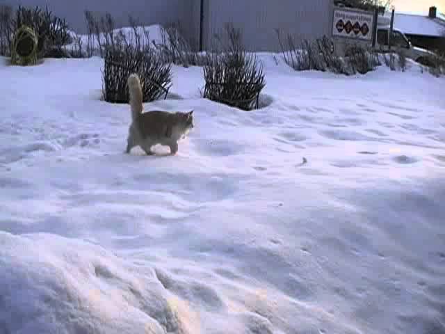 Bild från cat catches snowballs 