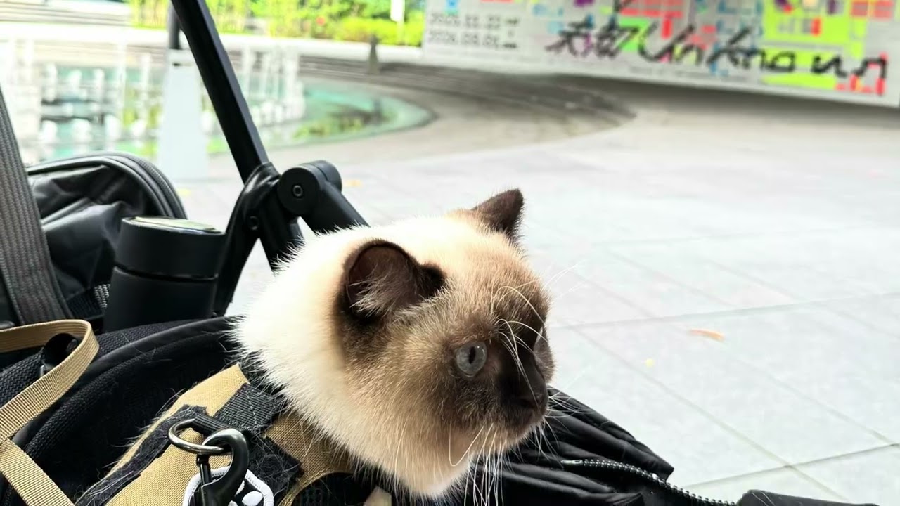 2026/1/31#審計新村#市民廣場#勤美術館#台中#寵物旅遊