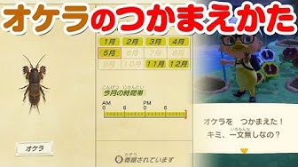 オケラ Youtube