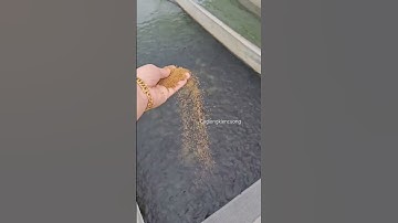 CÁCH CHO CÁ CHUỐI HOA ĂN ĐẠT HIỆU QUẢ KINH TẾ CAO | CÁ GIỐNG KIÊN CƯỜNG #nuoica #cagiong