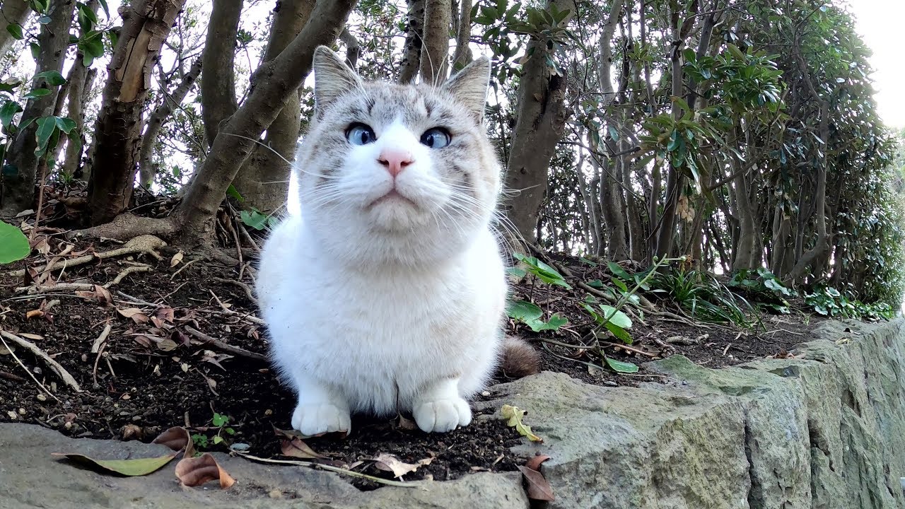 石垣の上でキョロキョロしている ちょっと寄り目の可愛い猫さんを発見 モフモフしようとすると猫パンチ エウレカ