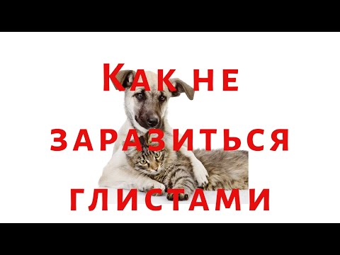 Можно ли заразиться глистами от кошки или собаки?