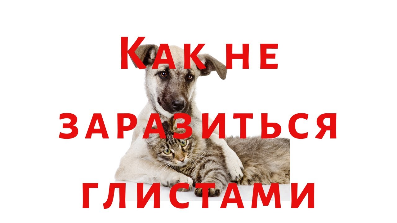 Путь передачи и механизм передачи бешенства. Животные переносчики коронавируса. Dirofilaria repens жизненный цикл. Может ли домашнее животное заболеть коронавирусом. Цикл развития дирофилярий собак.