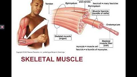 Chapter 9 Video Lecture Part 1   skeletal muscle anatomy