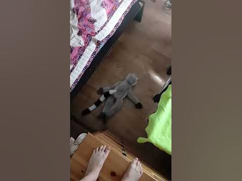 манки - YouTube