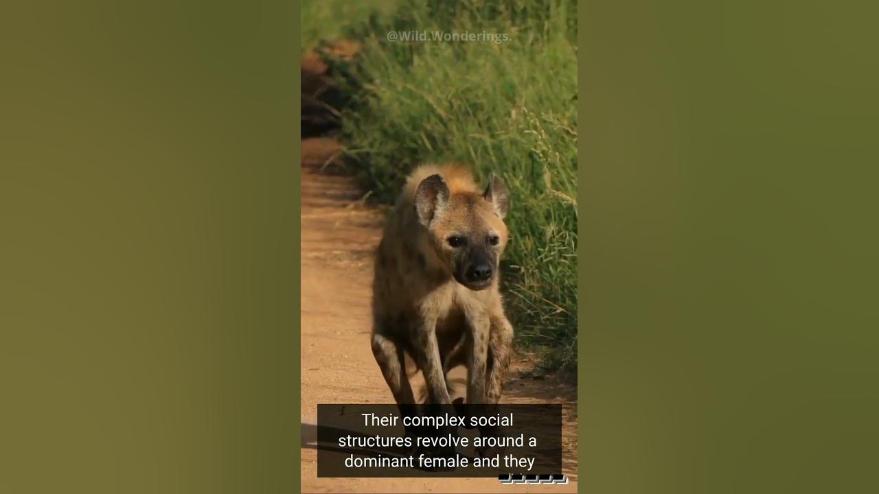 Fascinating World of Hyenas: Behavior, Adaptations, and Predatory