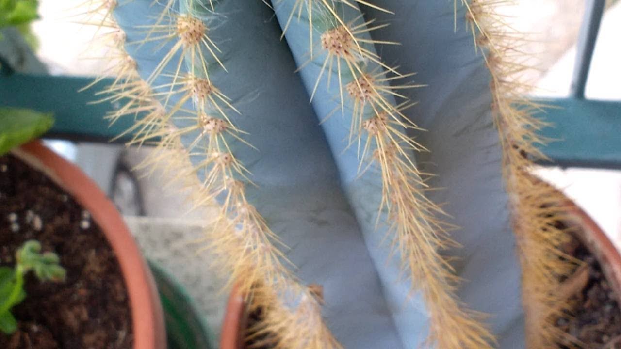 Cacto azul (Pilosocereus azureus): cuidado de um belo cacto colunar | Cyber  ​​cacto