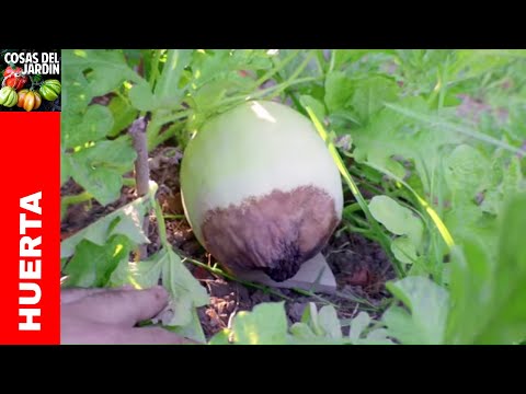 Video: El fondo de la sandía se está pudriendo - Aprenda qué causa la podredumbre de la panza de la sandía