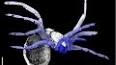 The Fascinating World of Arachnids ile ilgili video