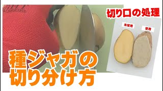 種ジャガの切り分け方