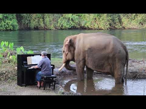 beethoven-on-piano-by-river-kwai-for-mongkol,-a-bull-rescue-elephant.