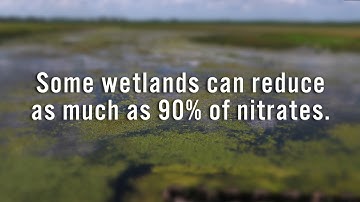 Wetlands reduce nitrate loss by up to 90%
