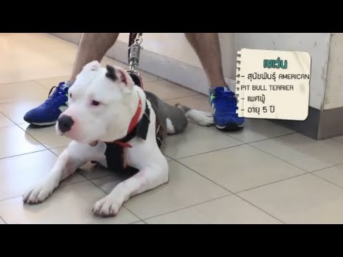 วีดีโอ: สุนัขถูกทอดทิ้งมีเนื้องอกหนัก 3.5 ปอนด์ถูกเอาออกจากคอ
